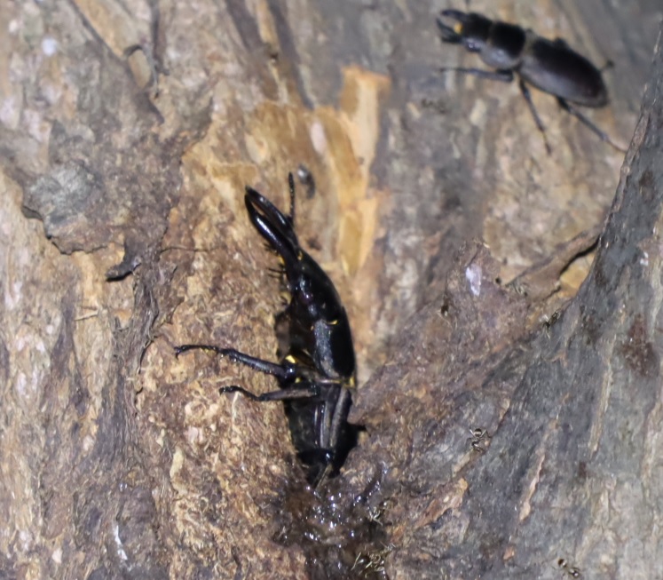 ヒラタクワガタ♂（今年２5回目の遭遇）_その他の洞があるヤナギ－ヤナギ林_2023年6月16日20時20分 気温22.７度